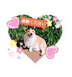 コーギー犬メルのスタンプ第二段（個別スタンプ：9）