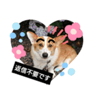 コーギー犬メルのスタンプ第二段（個別スタンプ：10）