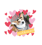 コーギー犬メルのスタンプ第二段（個別スタンプ：13）