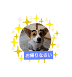 コーギー犬メルのスタンプ第二段（個別スタンプ：14）