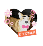 コーギー犬メルのスタンプ第二段（個別スタンプ：15）