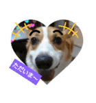 コーギー犬メルのスタンプ第二段（個別スタンプ：16）