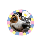 コーギー犬メルのスタンプ第二段（個別スタンプ：18）