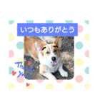 コーギー犬メルのスタンプ第二段（個別スタンプ：23）