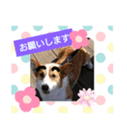 コーギー犬メルのスタンプ第二段（個別スタンプ：24）