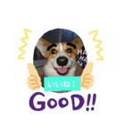 コーギー犬メルのスタンプ第二段（個別スタンプ：25）