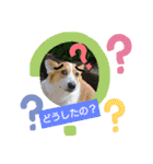 コーギー犬メルのスタンプ第二段（個別スタンプ：28）