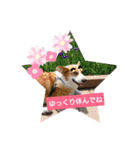 コーギー犬メルのスタンプ第二段（個別スタンプ：29）