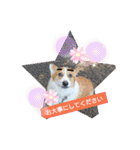 コーギー犬メルのスタンプ第二段（個別スタンプ：30）