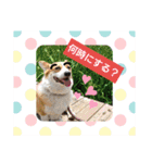 コーギー犬メルのスタンプ第二段（個別スタンプ：31）