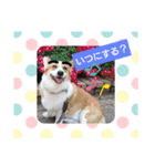 コーギー犬メルのスタンプ第二段（個別スタンプ：32）