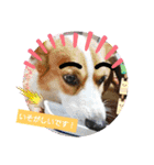 コーギー犬メルのスタンプ第二段（個別スタンプ：33）