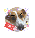 コーギー犬メルのスタンプ第二段（個別スタンプ：34）