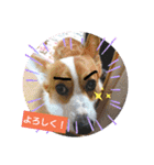 コーギー犬メルのスタンプ第二段（個別スタンプ：35）