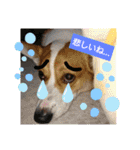 コーギー犬メルのスタンプ第二段（個別スタンプ：36）