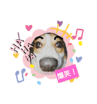 コーギー犬メルのスタンプ第二段（個別スタンプ：37）