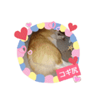 コーギー犬メルのスタンプ第二段（個別スタンプ：40）