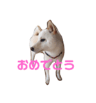 はくのまいにち1（個別スタンプ：1）