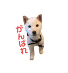 はくのまいにち1（個別スタンプ：2）