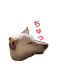 はくのまいにち1（個別スタンプ：4）