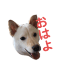 はくのまいにち1（個別スタンプ：7）