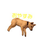 はくのまいにち1（個別スタンプ：8）