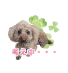 もこしょこファミリー（個別スタンプ：13）