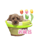 もこしょこファミリー（個別スタンプ：17）