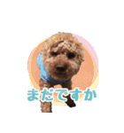 もこしょこファミリー（個別スタンプ：30）