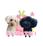 もこしょこファミリー（個別スタンプ：35）