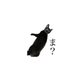 黒猫とキジトラ。with猫（個別スタンプ：1）