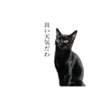 黒猫とキジトラ。with猫（個別スタンプ：3）