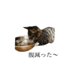 黒猫とキジトラ。with猫（個別スタンプ：5）