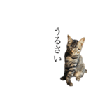 黒猫とキジトラ。with猫（個別スタンプ：6）