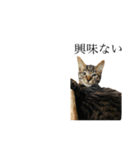 黒猫とキジトラ。with猫（個別スタンプ：7）