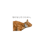 黒猫とキジトラ。with猫（個別スタンプ：8）
