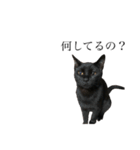 黒猫とキジトラ。with猫（個別スタンプ：9）
