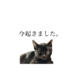 黒猫とキジトラ。with猫（個別スタンプ：11）