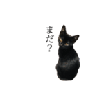 黒猫とキジトラ。with猫（個別スタンプ：12）