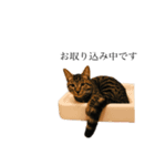 黒猫とキジトラ。with猫（個別スタンプ：15）