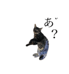 黒猫とキジトラ。with猫（個別スタンプ：16）