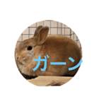 のんびりうさぎたちの日常（個別スタンプ：2）
