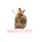 のんびりうさぎたちの日常（個別スタンプ：4）