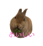 のんびりうさぎたちの日常（個別スタンプ：5）
