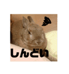のんびりうさぎたちの日常（個別スタンプ：6）