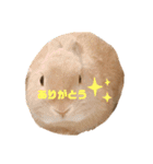 のんびりうさぎたちの日常（個別スタンプ：7）