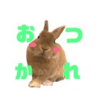 のんびりうさぎたちの日常（個別スタンプ：8）