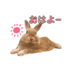 のんびりうさぎたちの日常（個別スタンプ：10）