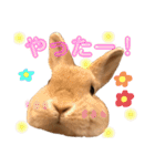 のんびりうさぎたちの日常（個別スタンプ：16）