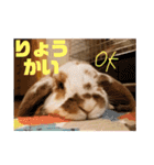 のんびりうさぎたちの日常（個別スタンプ：17）